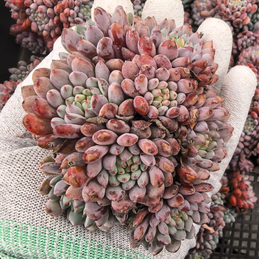 エケベリア 18101 セトーサ　デミヌタ 9cm pot