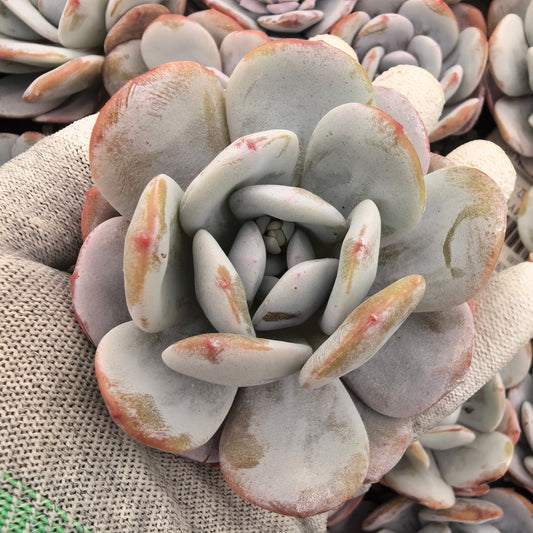 エケベリア T2786 ラウイ 9cm pot