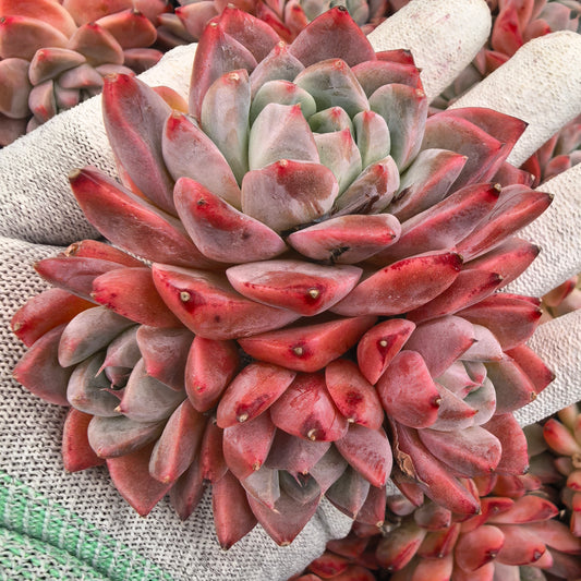 エケベリア 21660 アルバビューティー 9cm pot