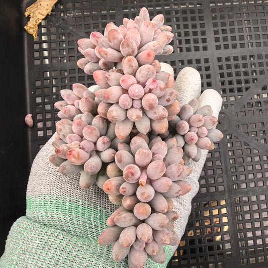 エケベリア 22427 ベビーフィンガー 9cm pot