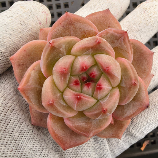 エケベリア 23600 ベスフェンディー 9cm pot