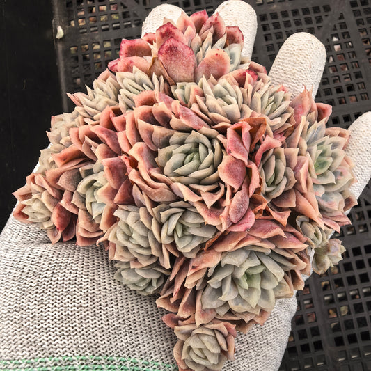 エケベリア 9251 バイオレットクイーン錦 9cm pot