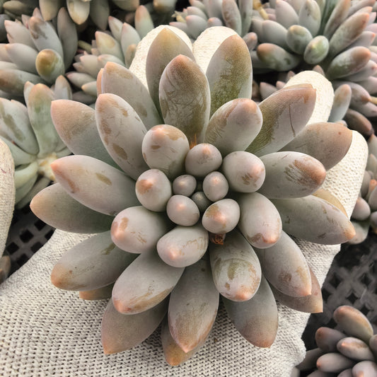 エケベリア 16672 ピンク　アイボリー 7cm pot