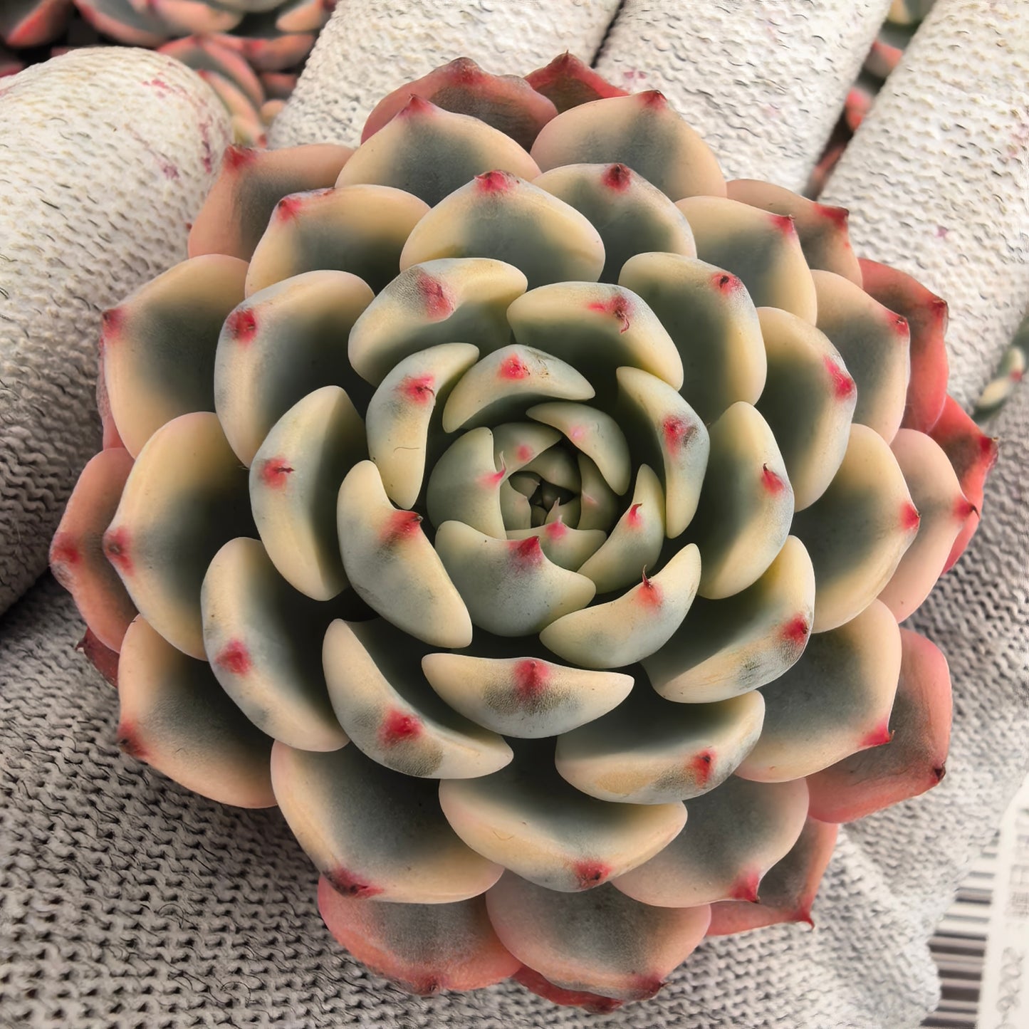 エケベリア 22560 ワイト　ミニマー錦 9cm pot