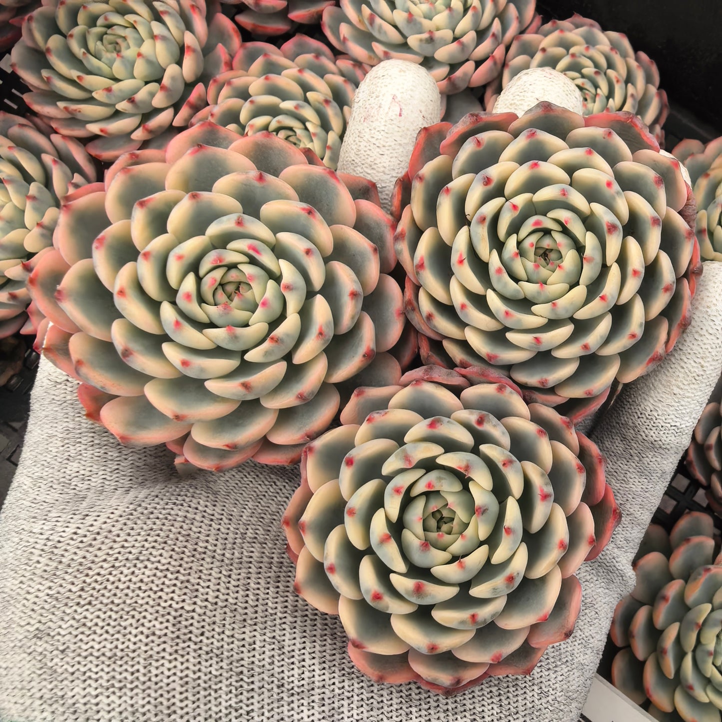 エケベリア 22560 ワイト　ミニマー錦 9cm pot