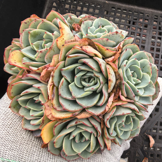 エケベリア 23558 ピーチス＆クリーム 12cm pot