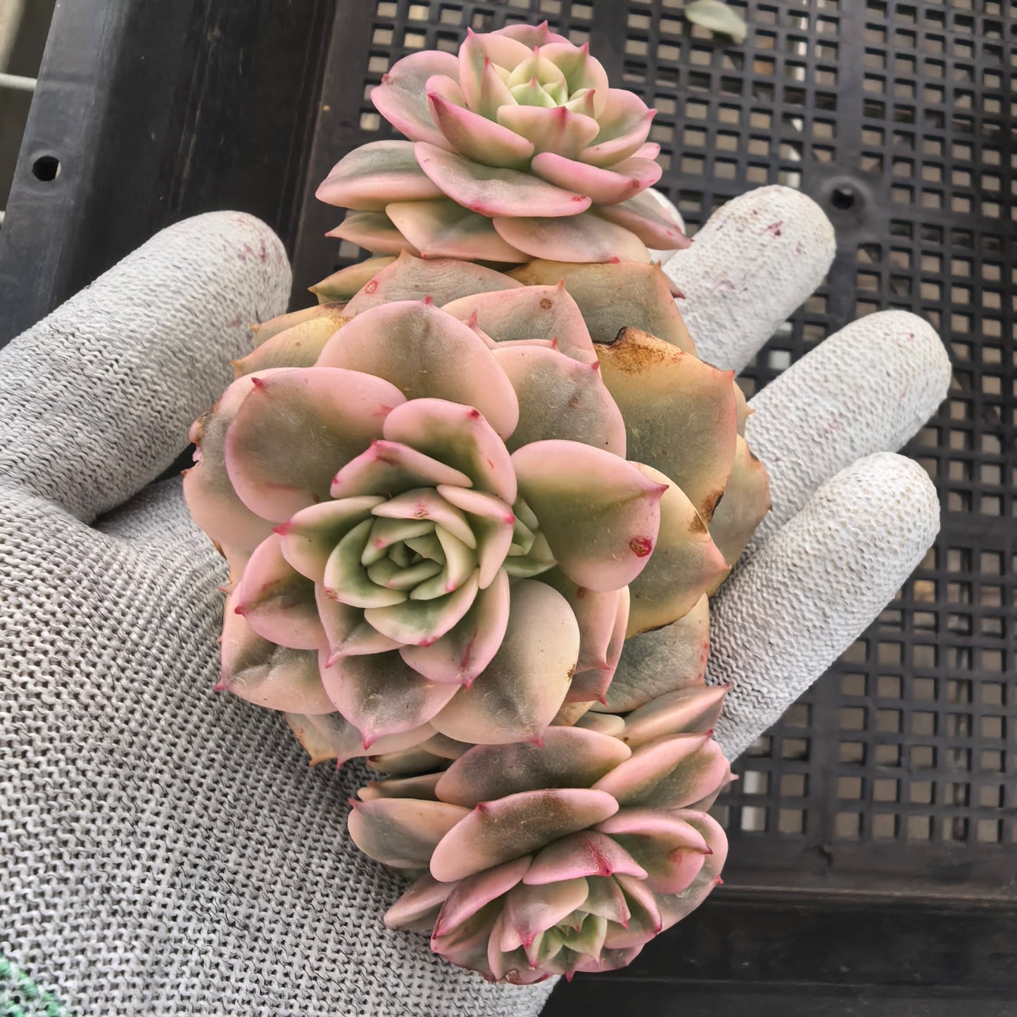 エケベリア 22558 ヌダ錦 9cm pot