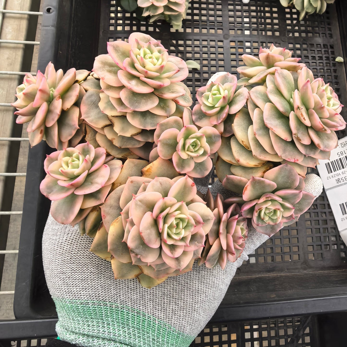 エケベリア 22558 ヌダ錦 9cm pot