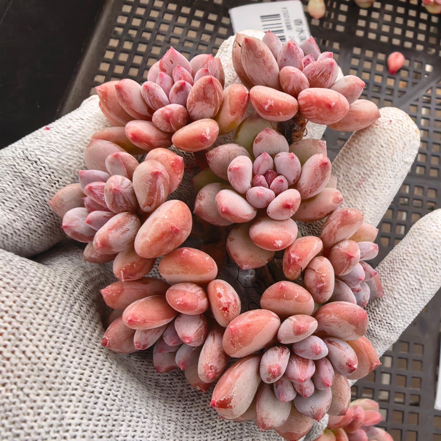 エケベリア 23935 フレベル　ビューティー 9cm pot