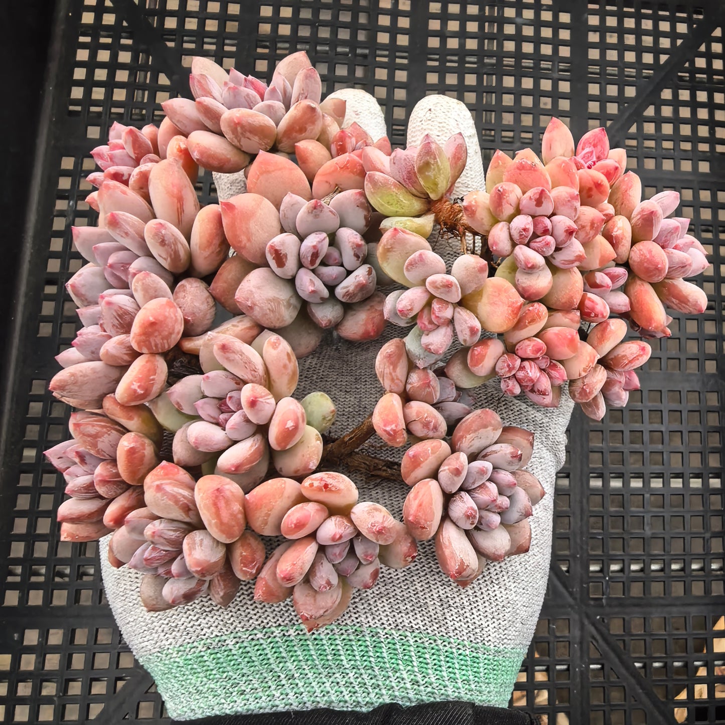 エケベリア 23935 フレベル　ビューティー 9cm pot