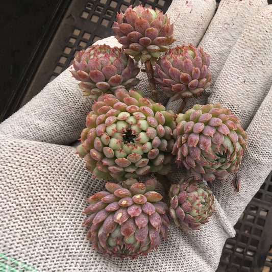 エケベリア 8350 グロブローサ 7cm pot