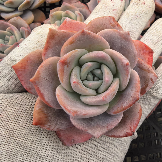 エケベリア 12225 サクラスノー 9cm pot