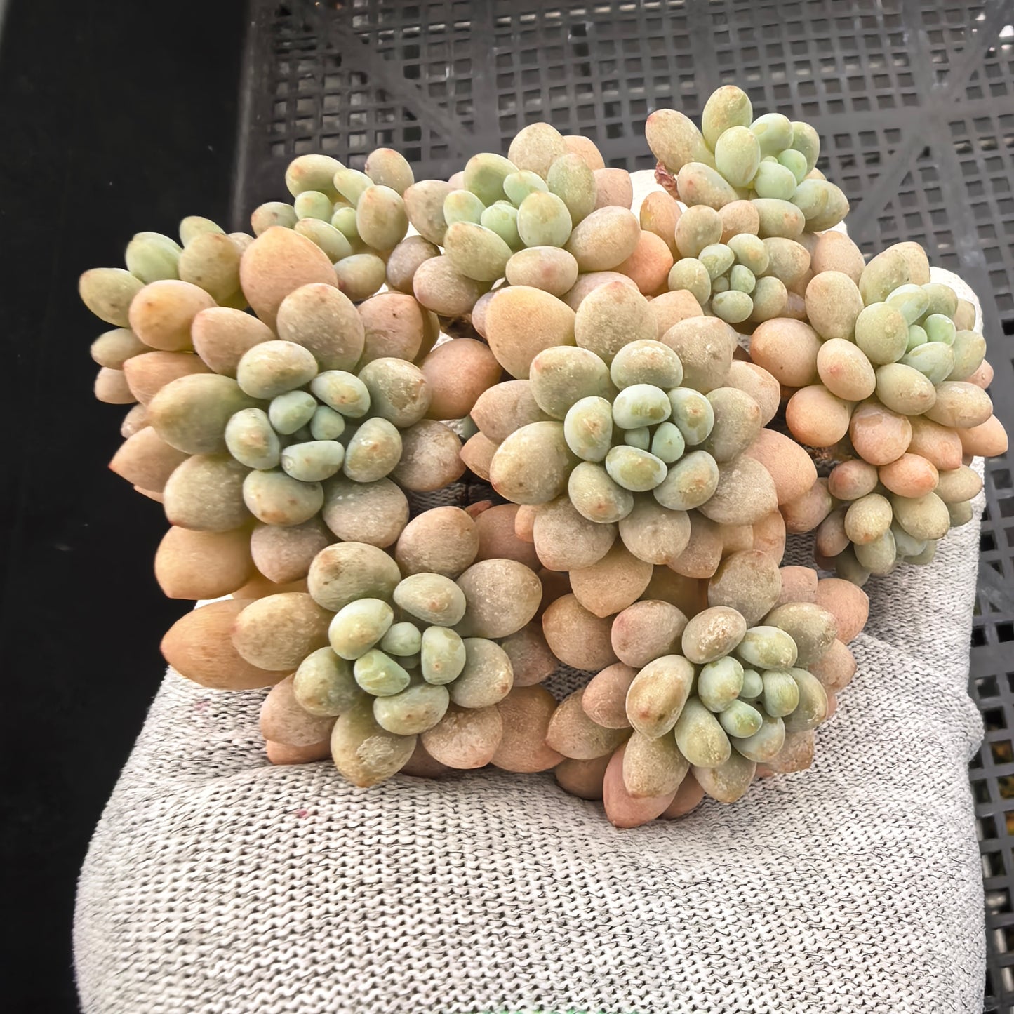 エケベリア 21109 キャビア 9cm pot