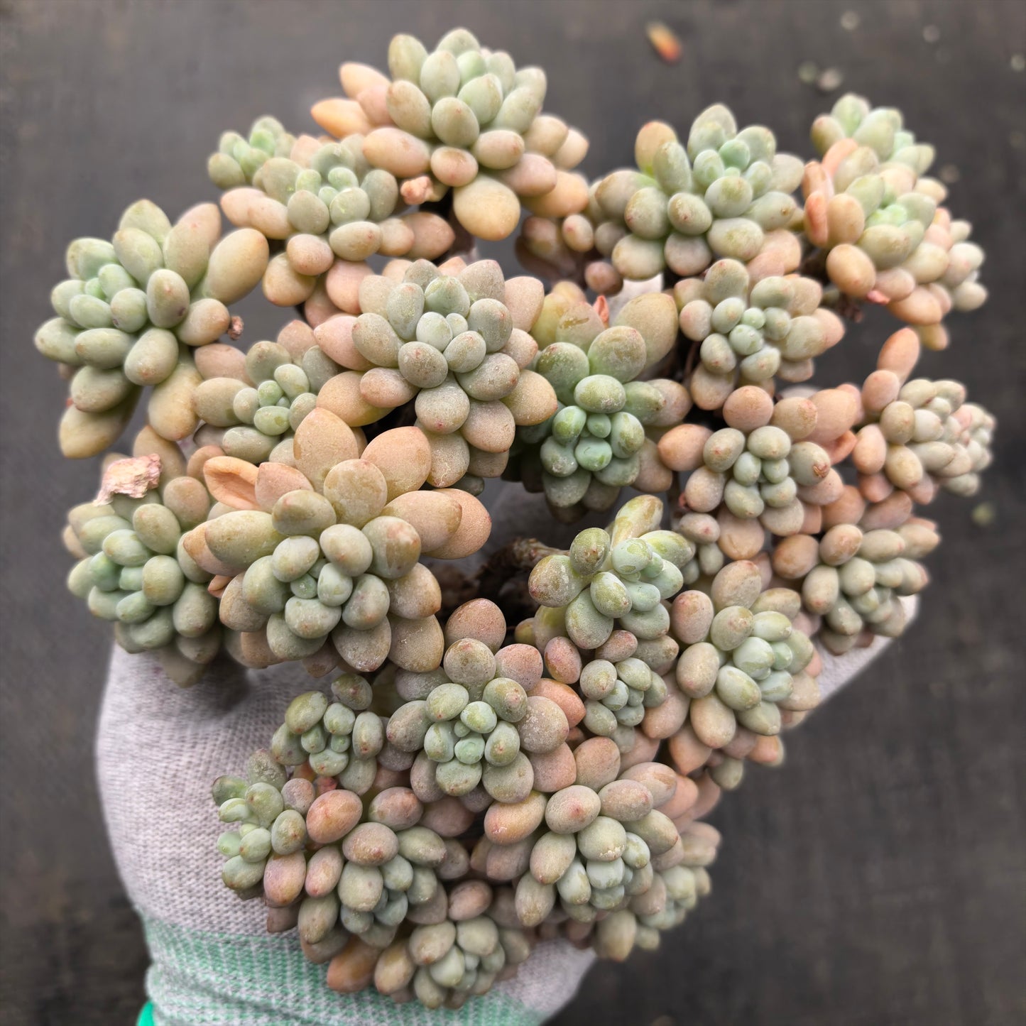 エケベリア 21109 キャビア 9cm pot