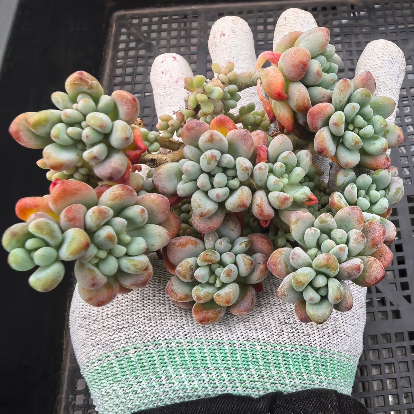 エケベリア 23204 ミクロケーリクス 11cm pot