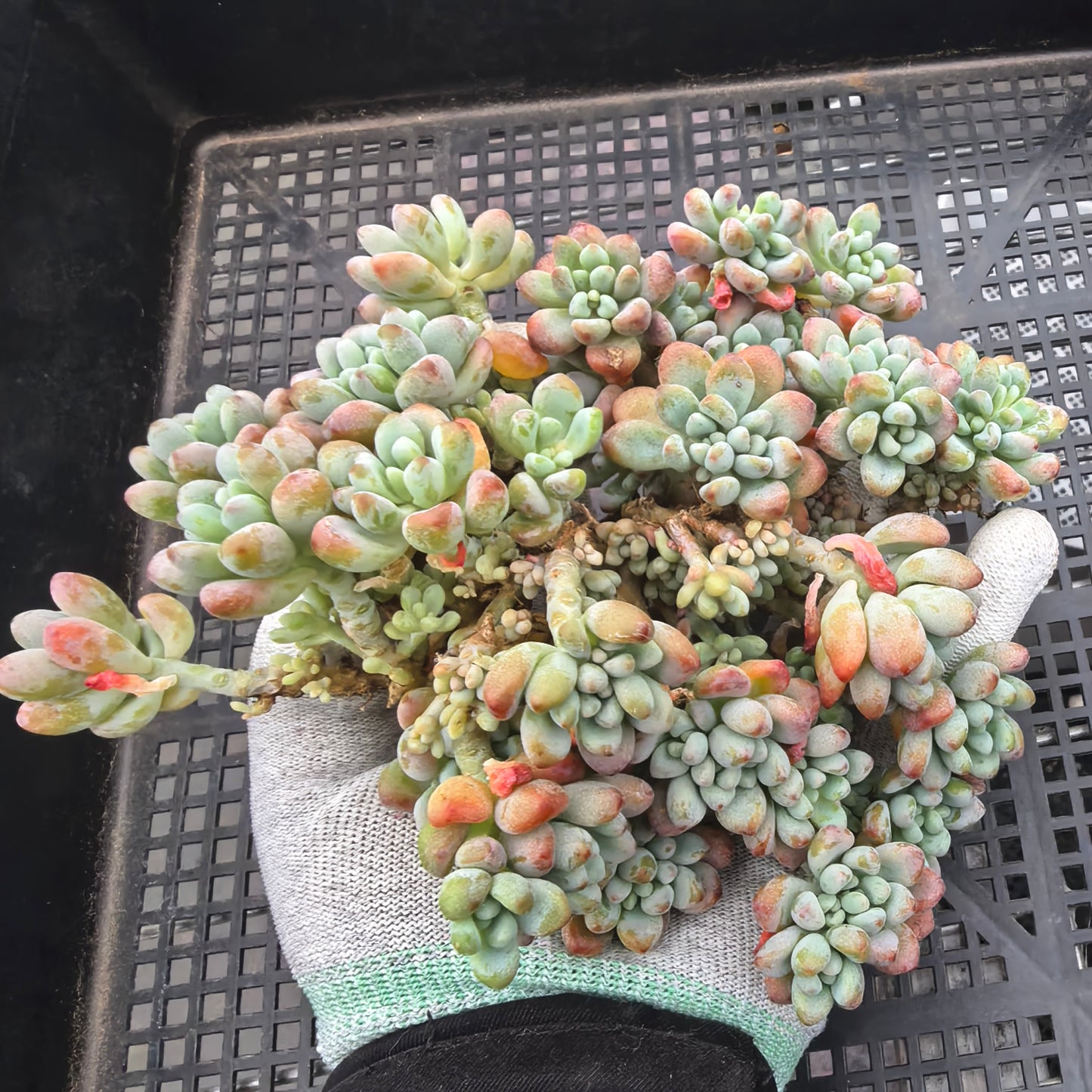 エケベリア 23204 ミクロケーリクス 11cm pot