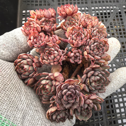 エケベリア 22438 ドリーム　ローズHyb 9cm pot