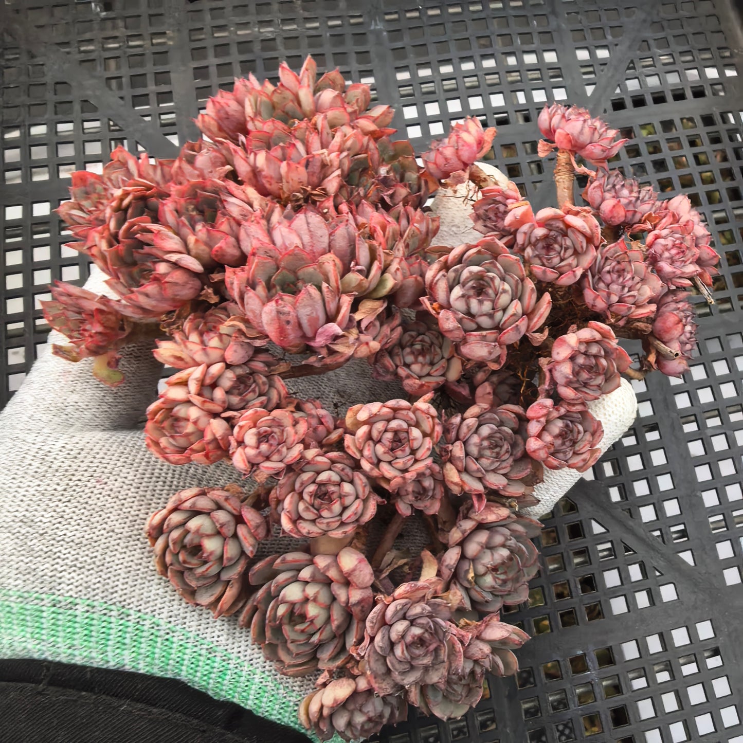 エケベリア 22438 ドリーム　ローズHyb 9cm pot