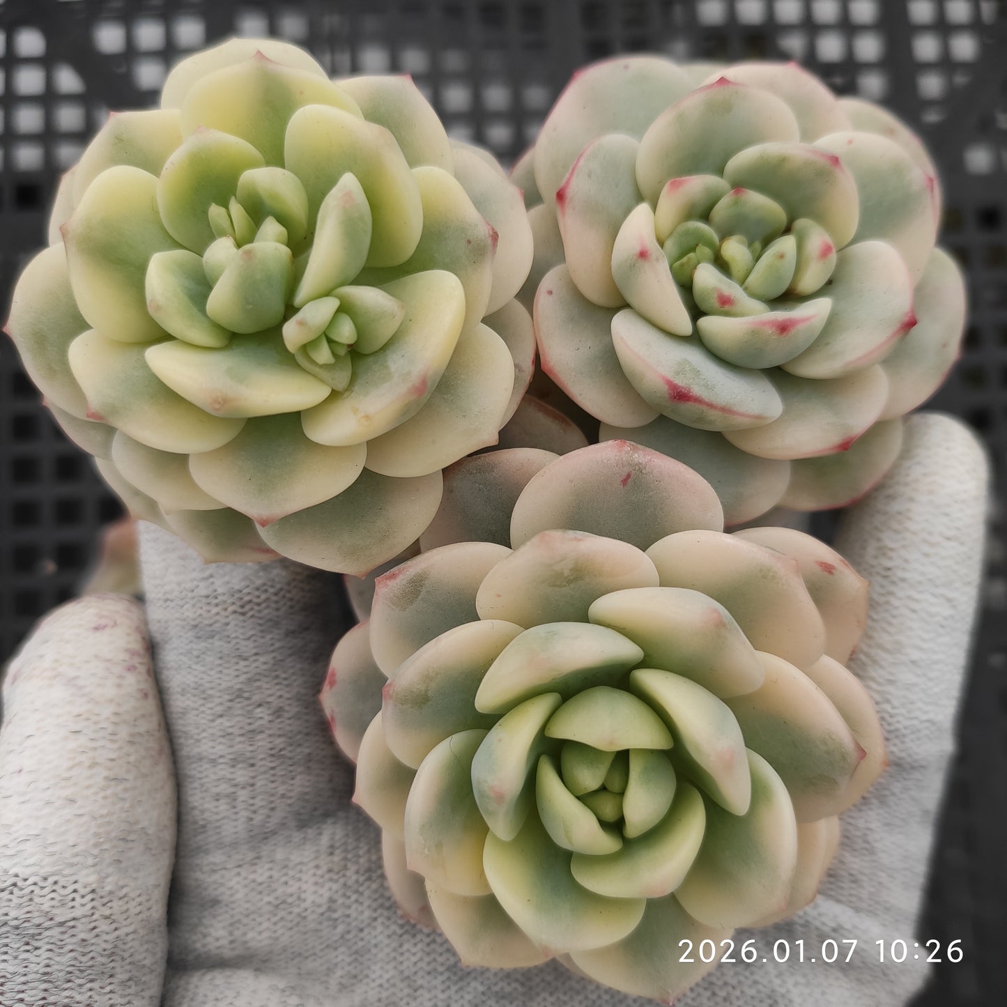 エケベリア 20109 バニラビズ錦 9cm pot