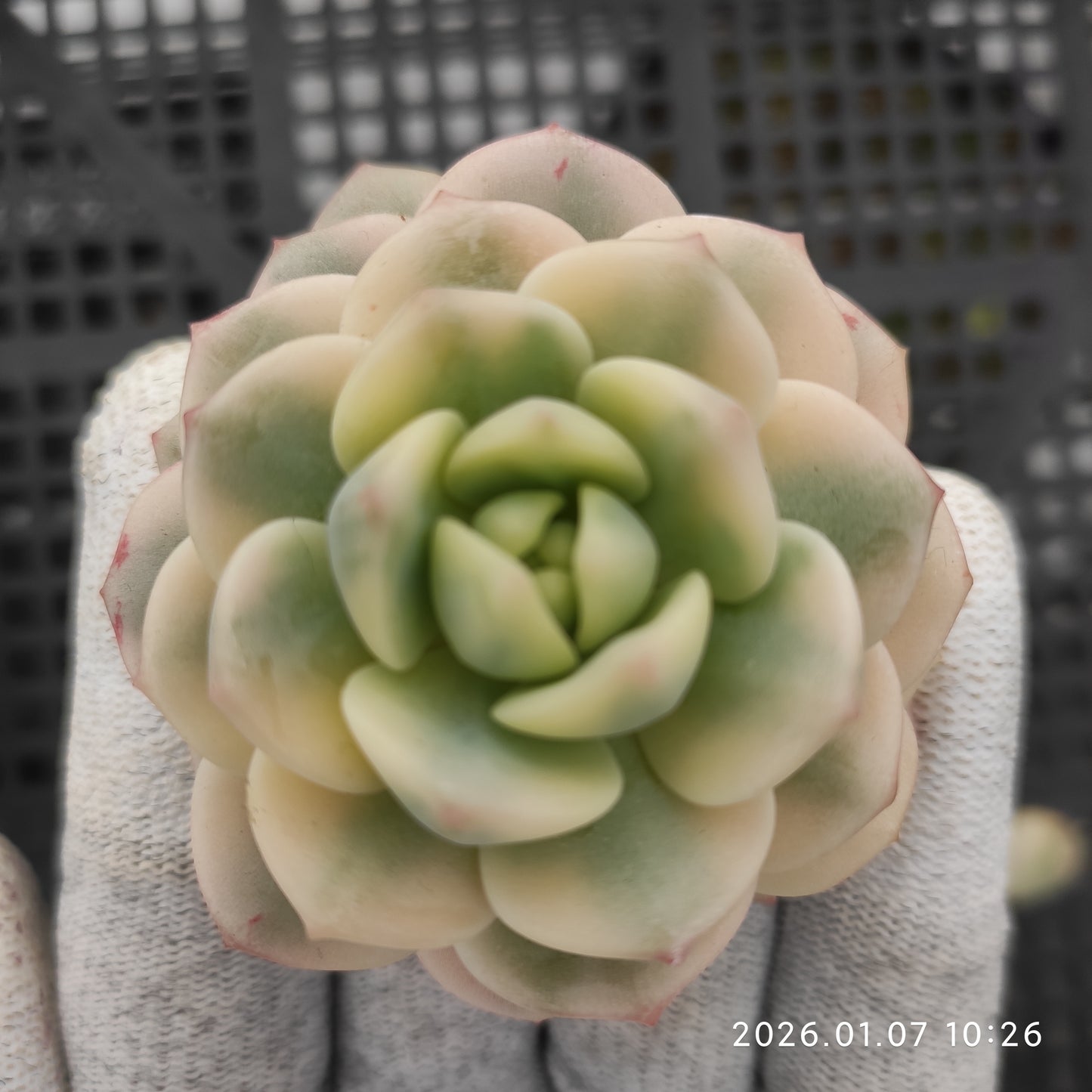 エケベリア 20109 バニラビズ錦 9cm pot