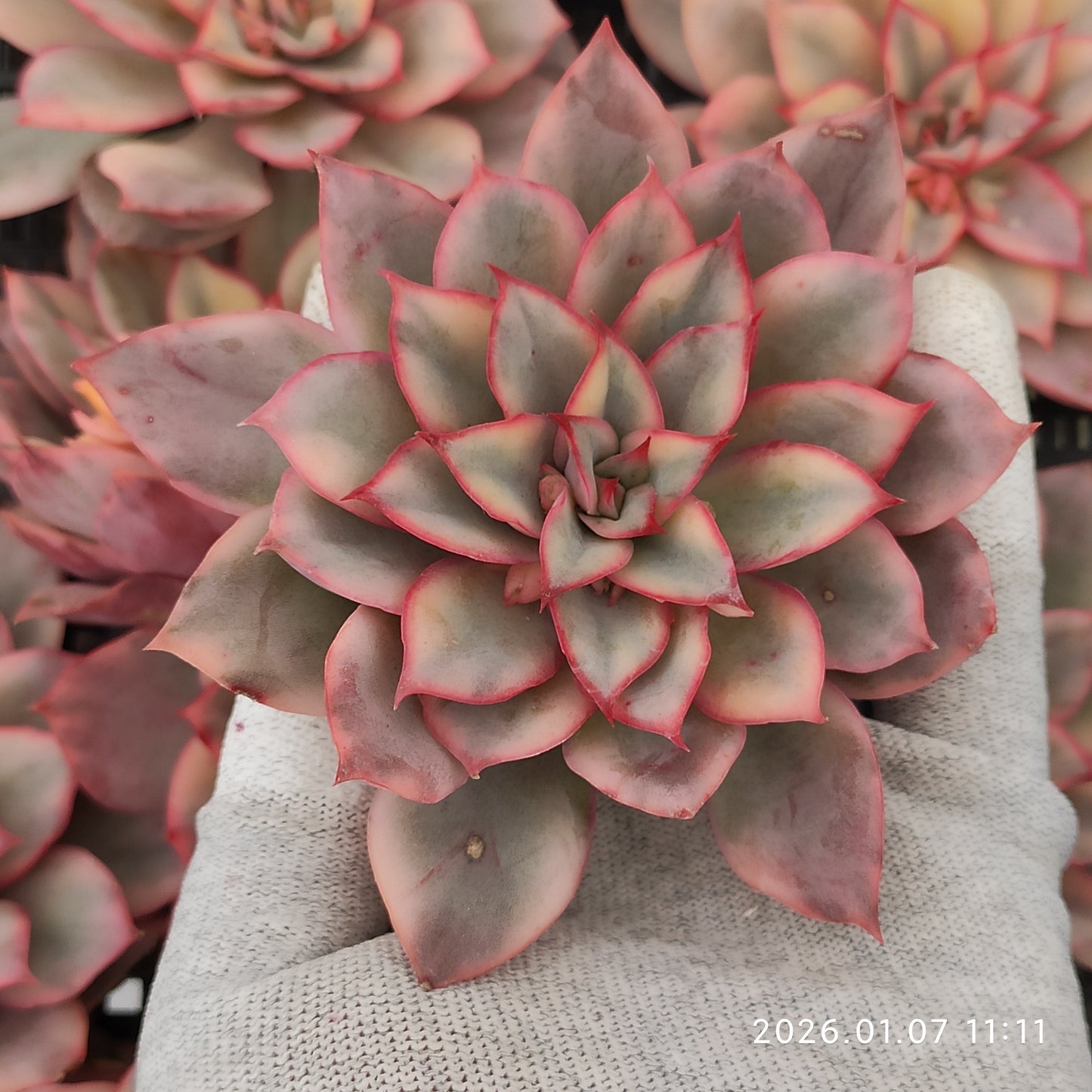 エケベリア 15440 エスター錦 9cm pot