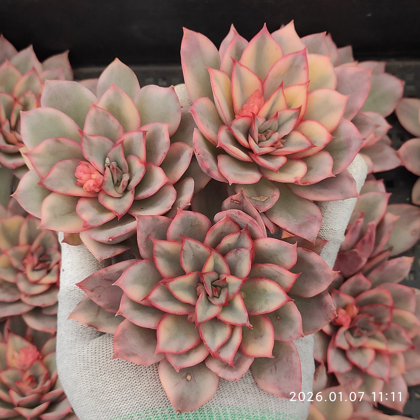 エケベリア 15440 エスター錦 9cm pot