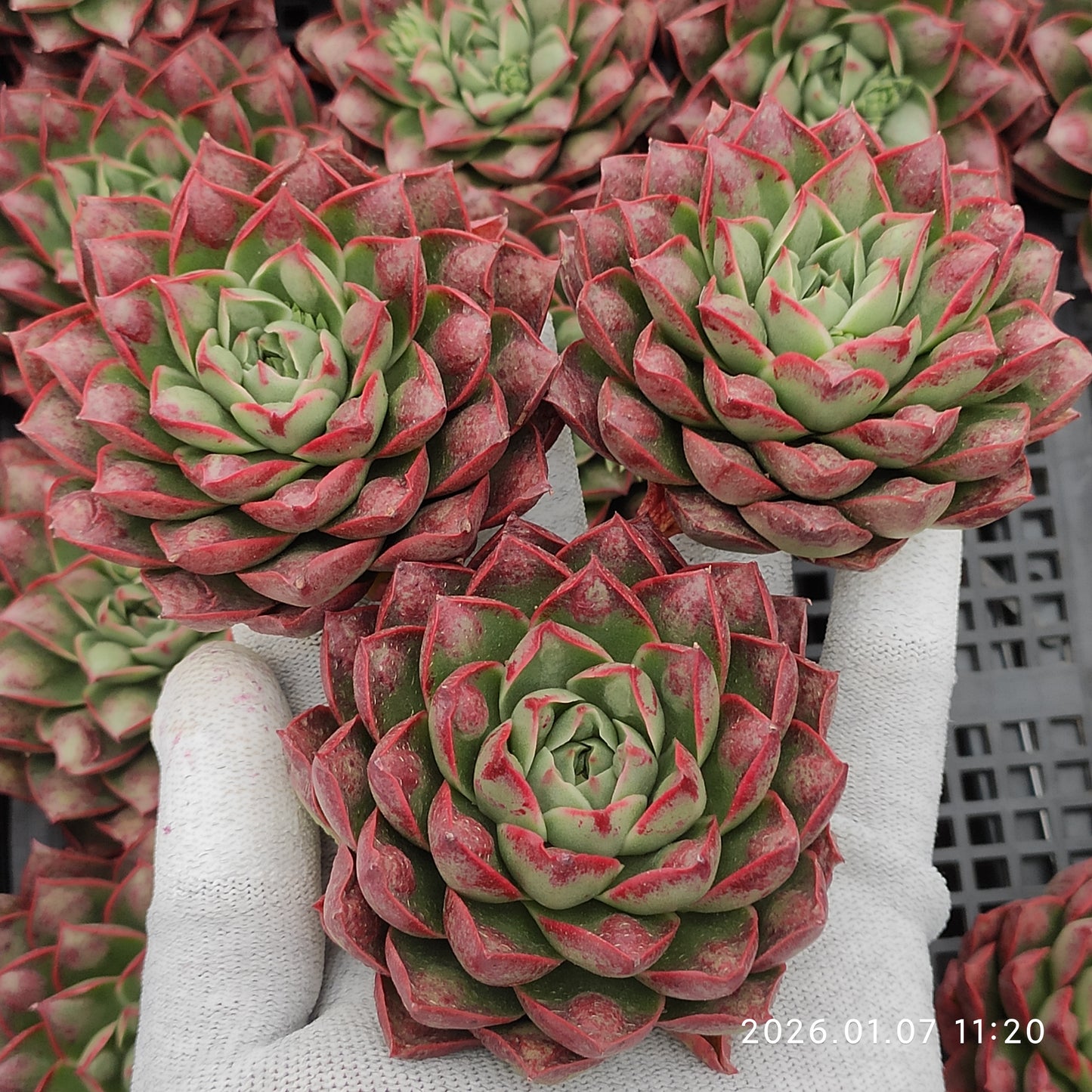 エケベリア 21357 ロンギシマドロップス 9cm pot