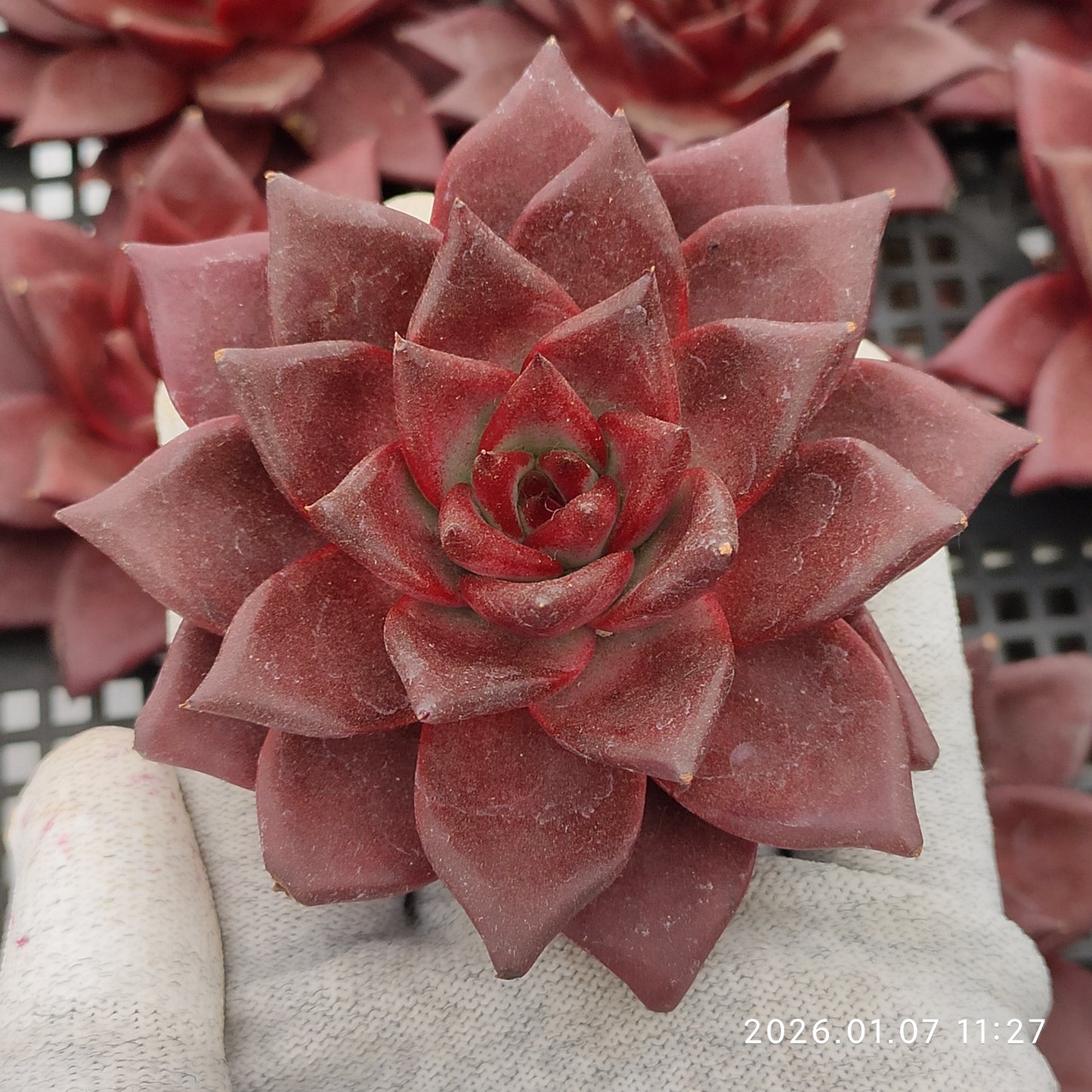 エケベリア 12475 ロビン 9cm pot