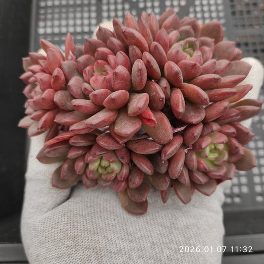 エケベリア 22463 ピンクルビー 9cm pot