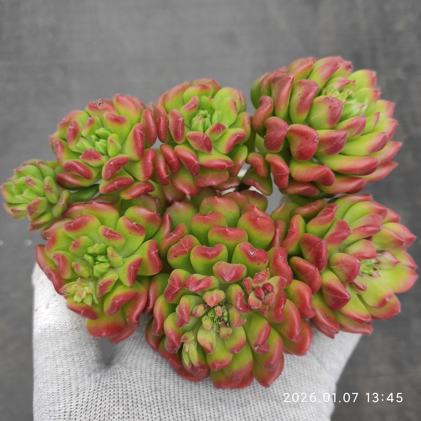 エケベリア 23392 スモールランタン 12cm pot