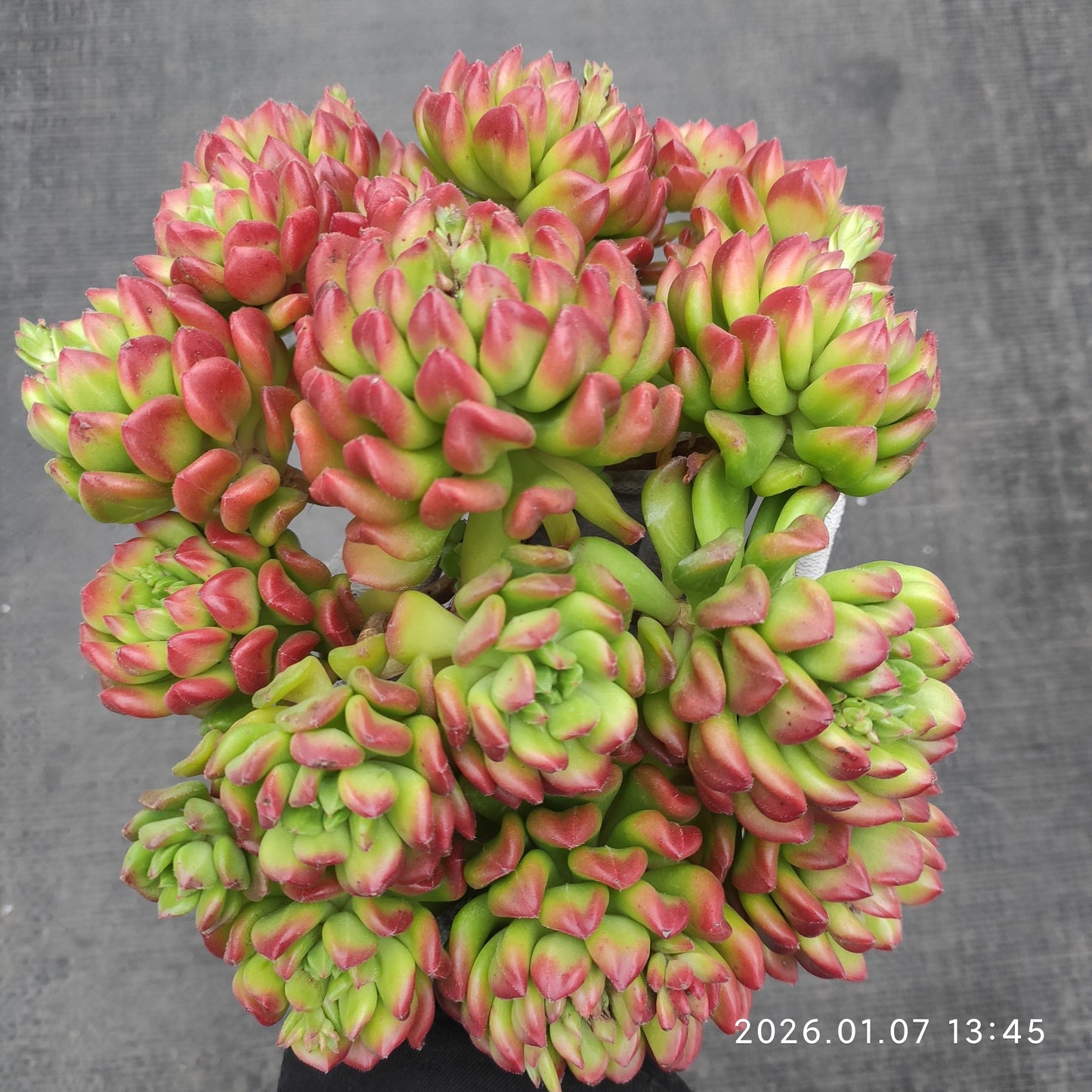 エケベリア 23392 スモールランタン 12cm pot