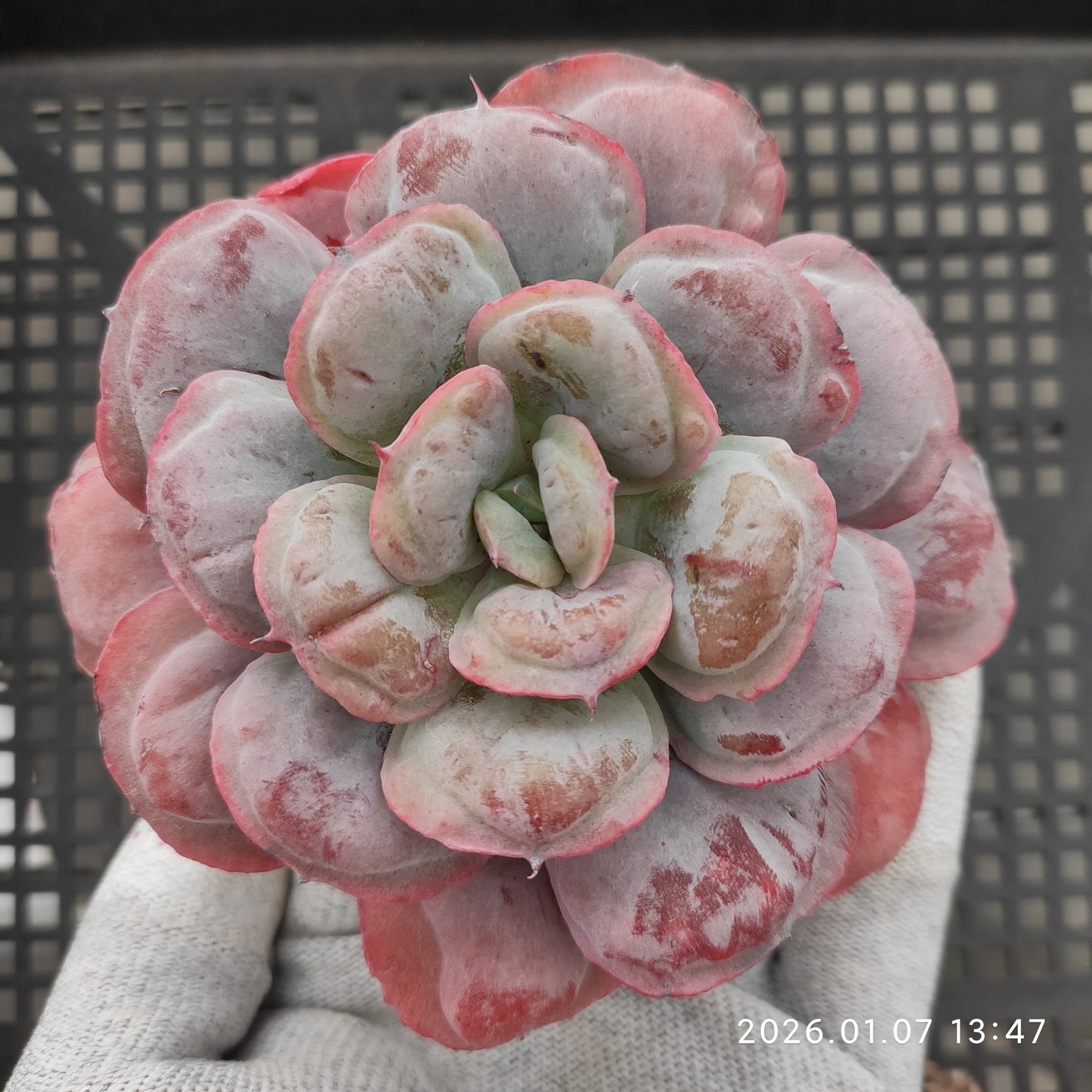 エケベリア 23646 ハート　デライト 11cm pot