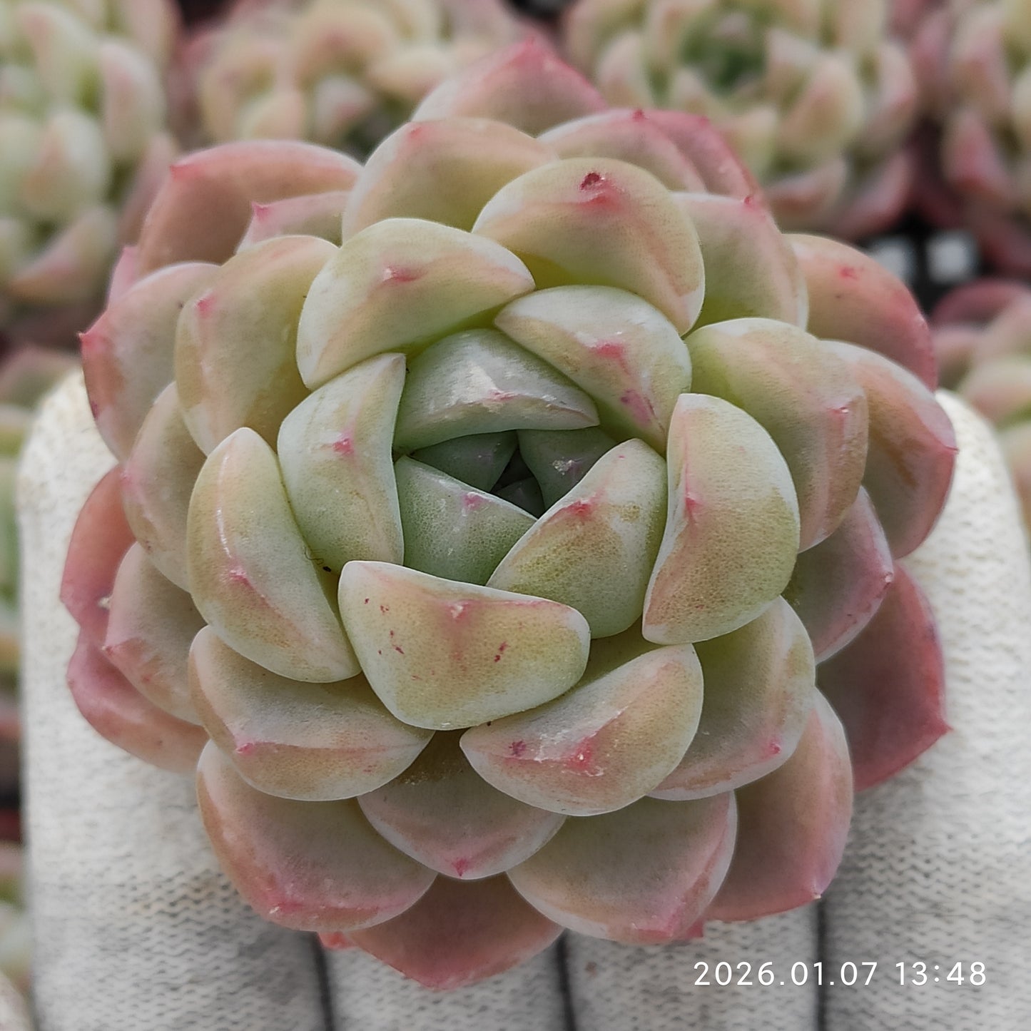 エケベリア 18809 プレーンアイス 6.3cm pot