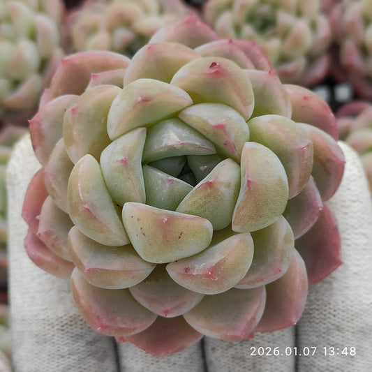 エケベリア 18809 プレーンアイス 6.3cm pot