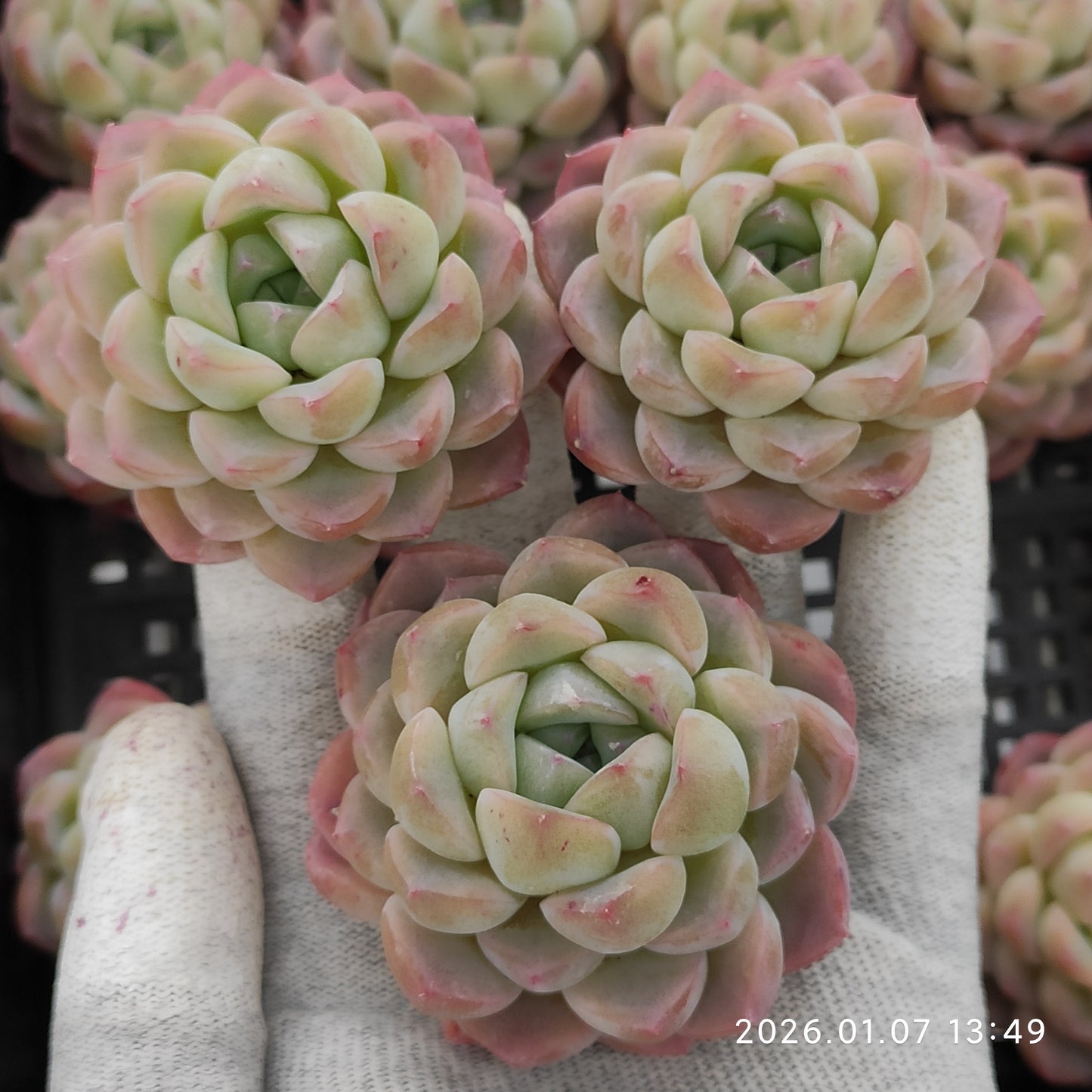 エケベリア 18809 プレーンアイス 6.3cm pot