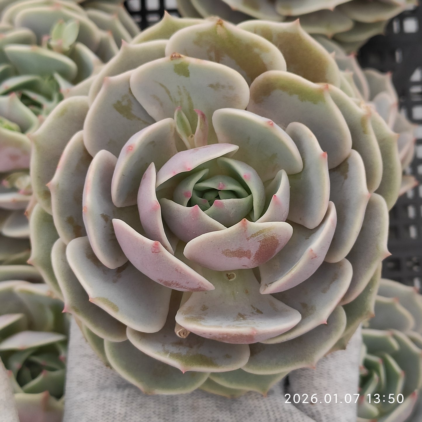 エケベリア 20832 ローラ 12cm pot