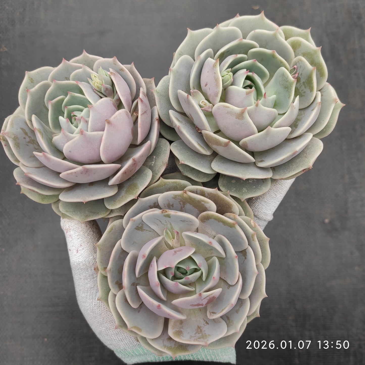 エケベリア 20832 ローラ 12cm pot