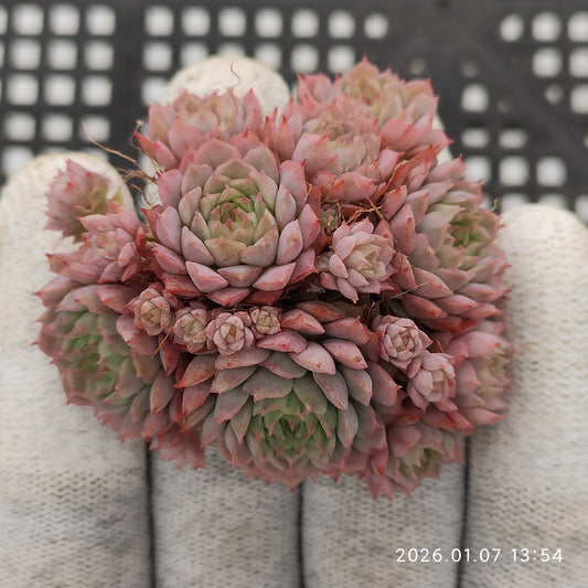 エケベリア 16596 クランベリー 7cm pot