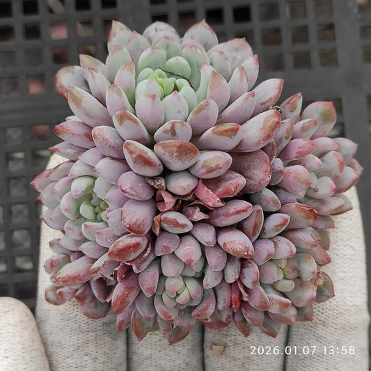 エケベリア 22794 オリジナルアモエナ 9cm pot