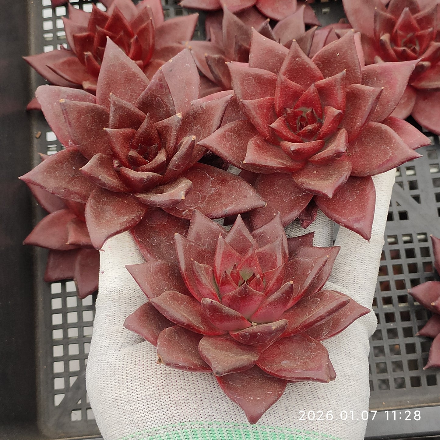 エケベリア 12475 ロビン 9cm pot