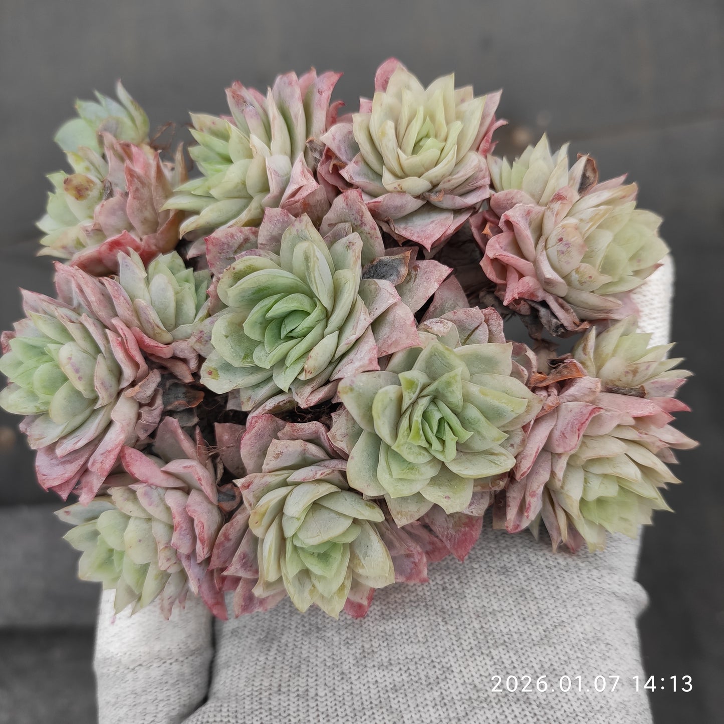 エケベリア 17216 バイオレットクイーン錦 7cm pot