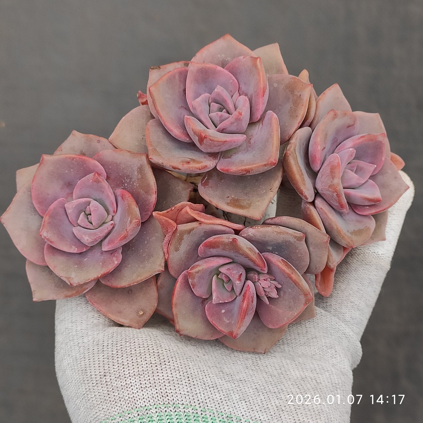 エケベリア 22941 レインボーシュガー 12cm pot