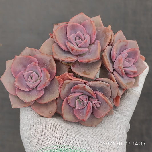 エケベリア 22941 レインボーシュガー 12cm pot