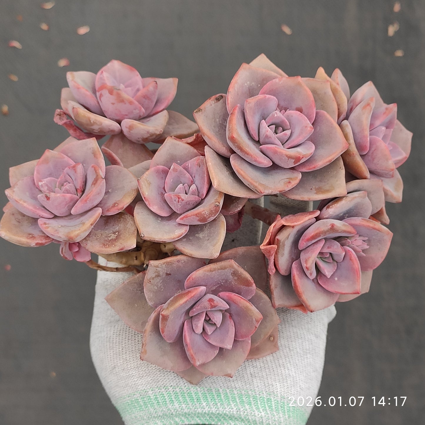 エケベリア 22941 レインボーシュガー 12cm pot