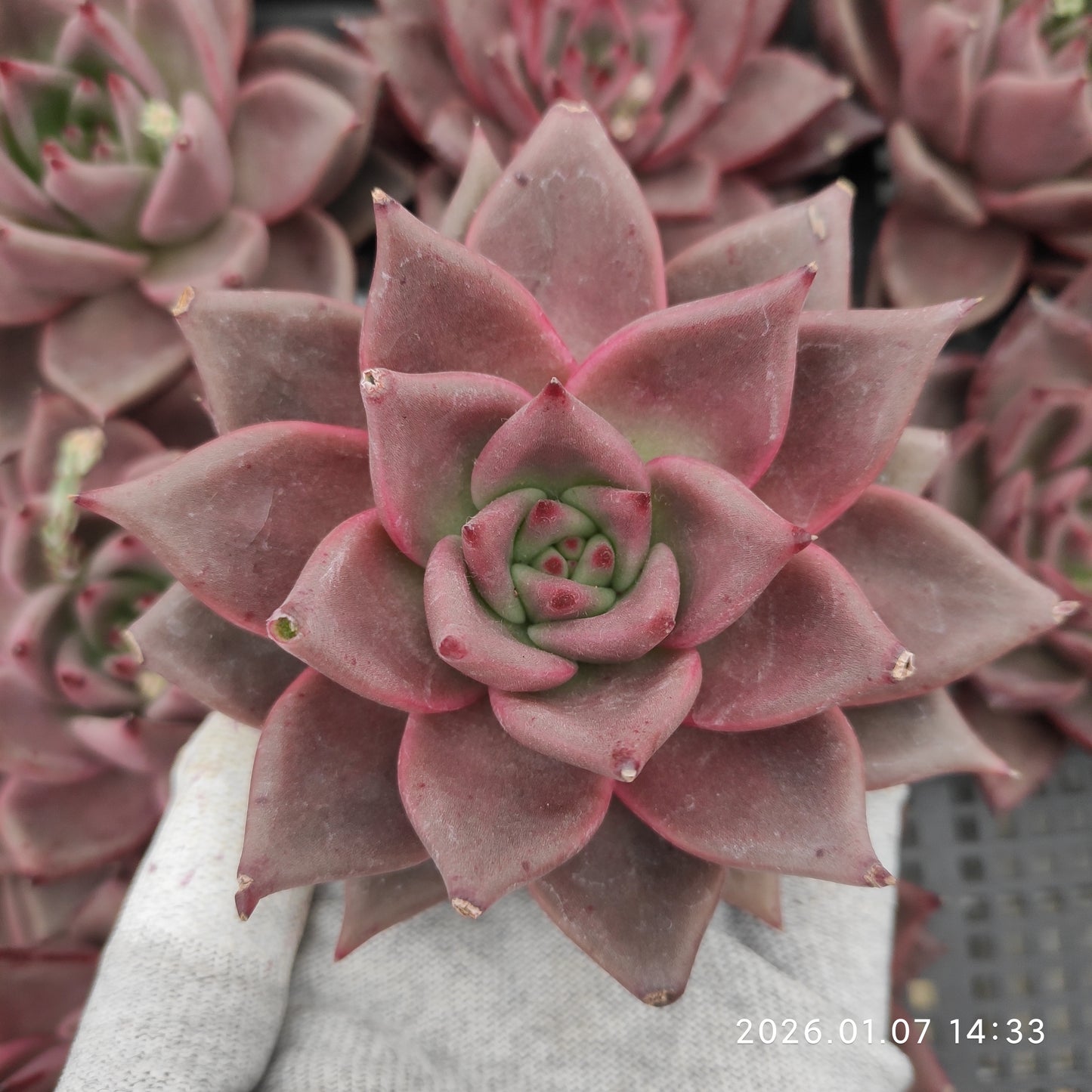 エケベリア 20854 ロメオ 12cm pot