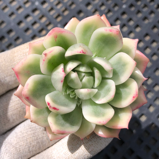 21201 バタフライ錦 10cm pot