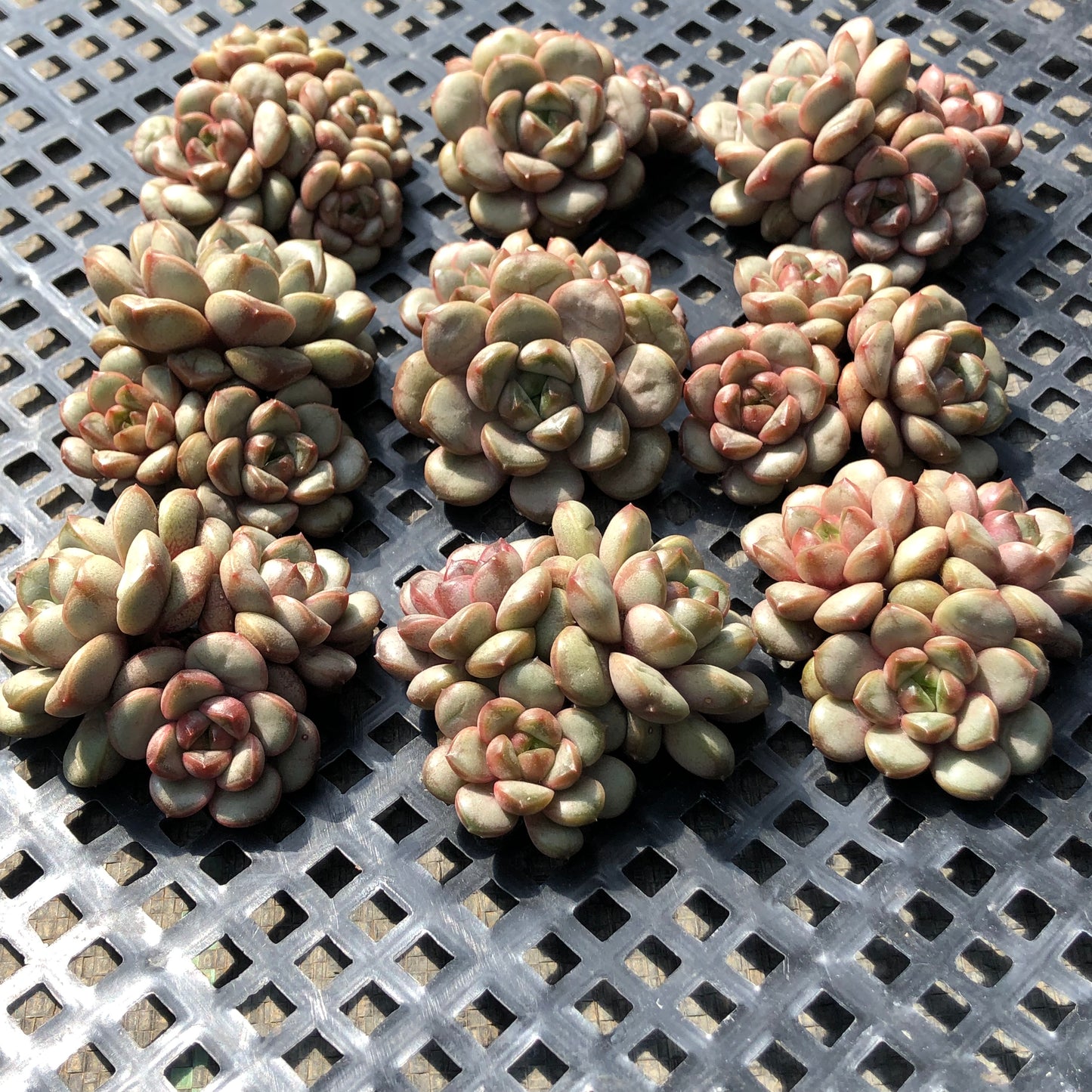 23382 アメトルム 5.5cm pot