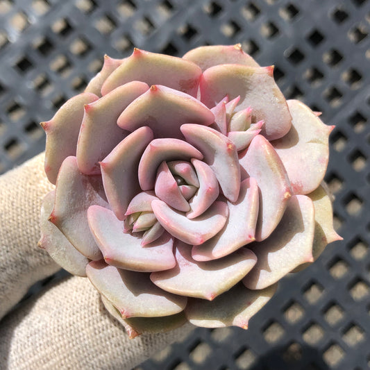 17133 ピンクバタフライ 5.5cm pot