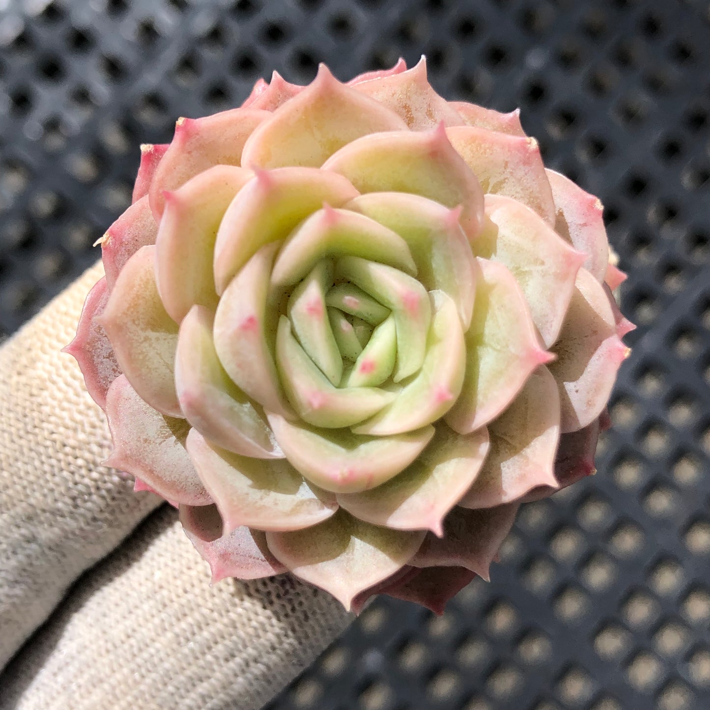 19021 オンスロー 5.5cm pot