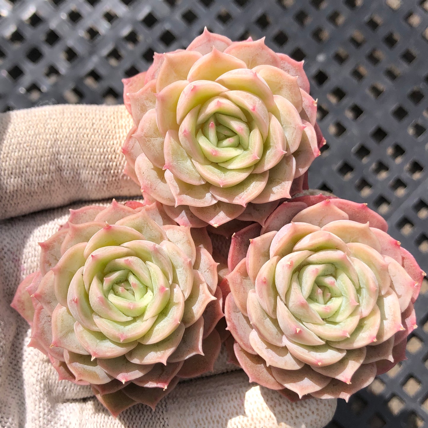 19021 オンスロー 5.5cm pot